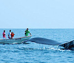 Wieloryby - Dominikana - Wycieczki fakultatywne